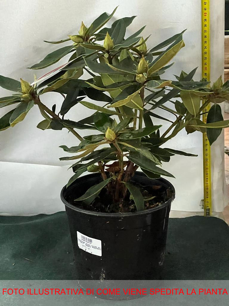RODODENDRO VULCAN IN VASO 18CM