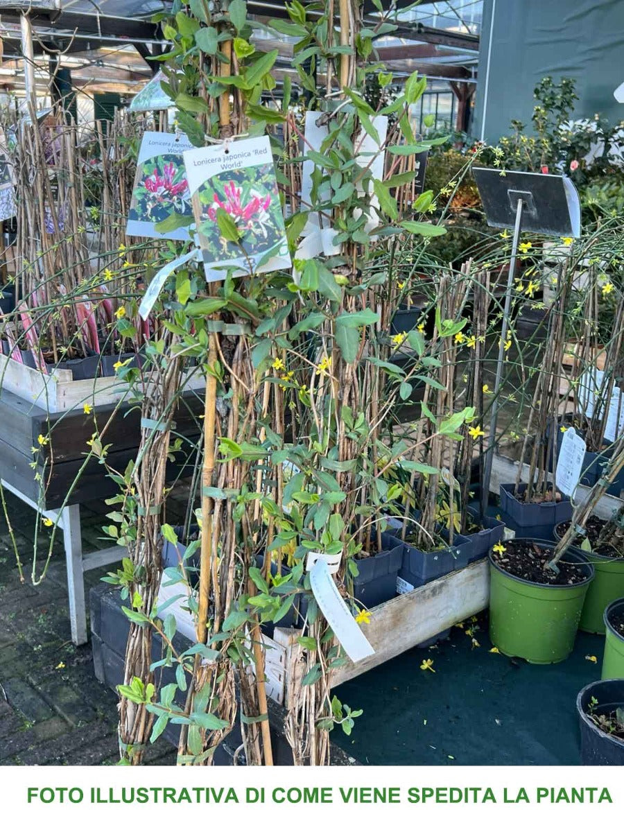 LONICERA CAPRIFOGLIO RED WORLD VASO 18CM