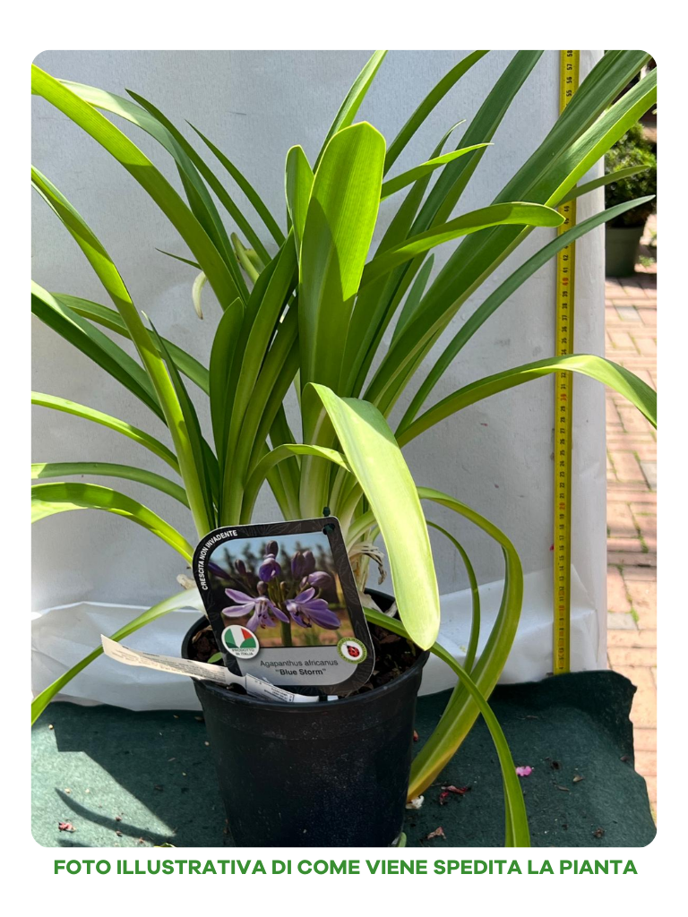 AGAPANTHUS BLUE STORM VASO 18CM