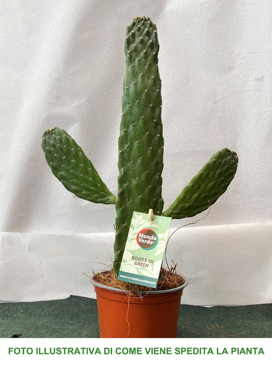 OPUNTIA CONSOLEA VASO 12CM