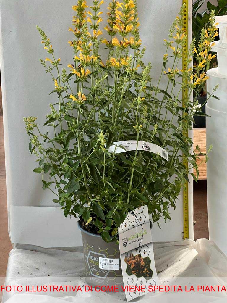 AGASTACHE KUDOS GOLD VASO 19CM