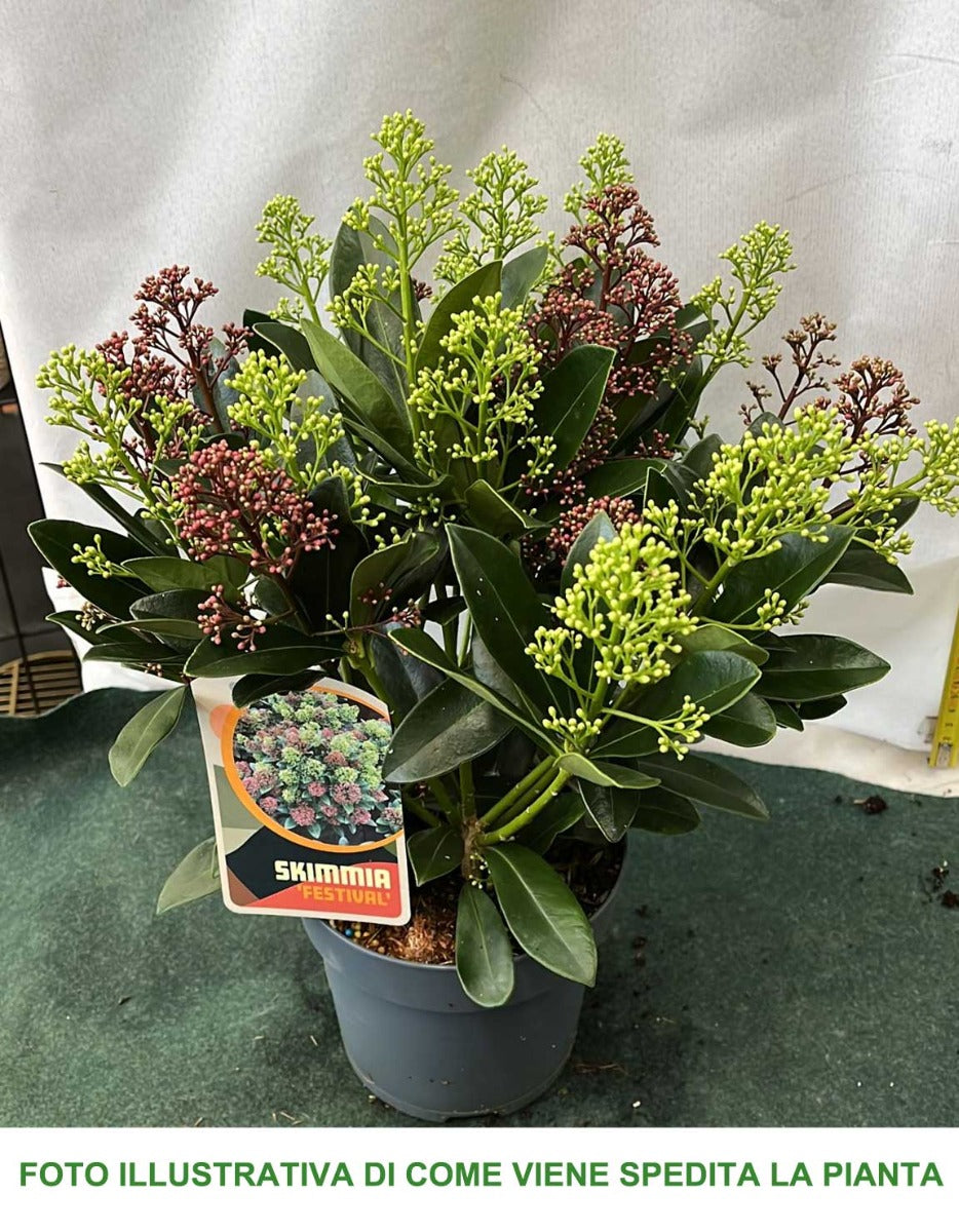 SKIMMIA JAPONICA FESTIVAL VASO 15CM