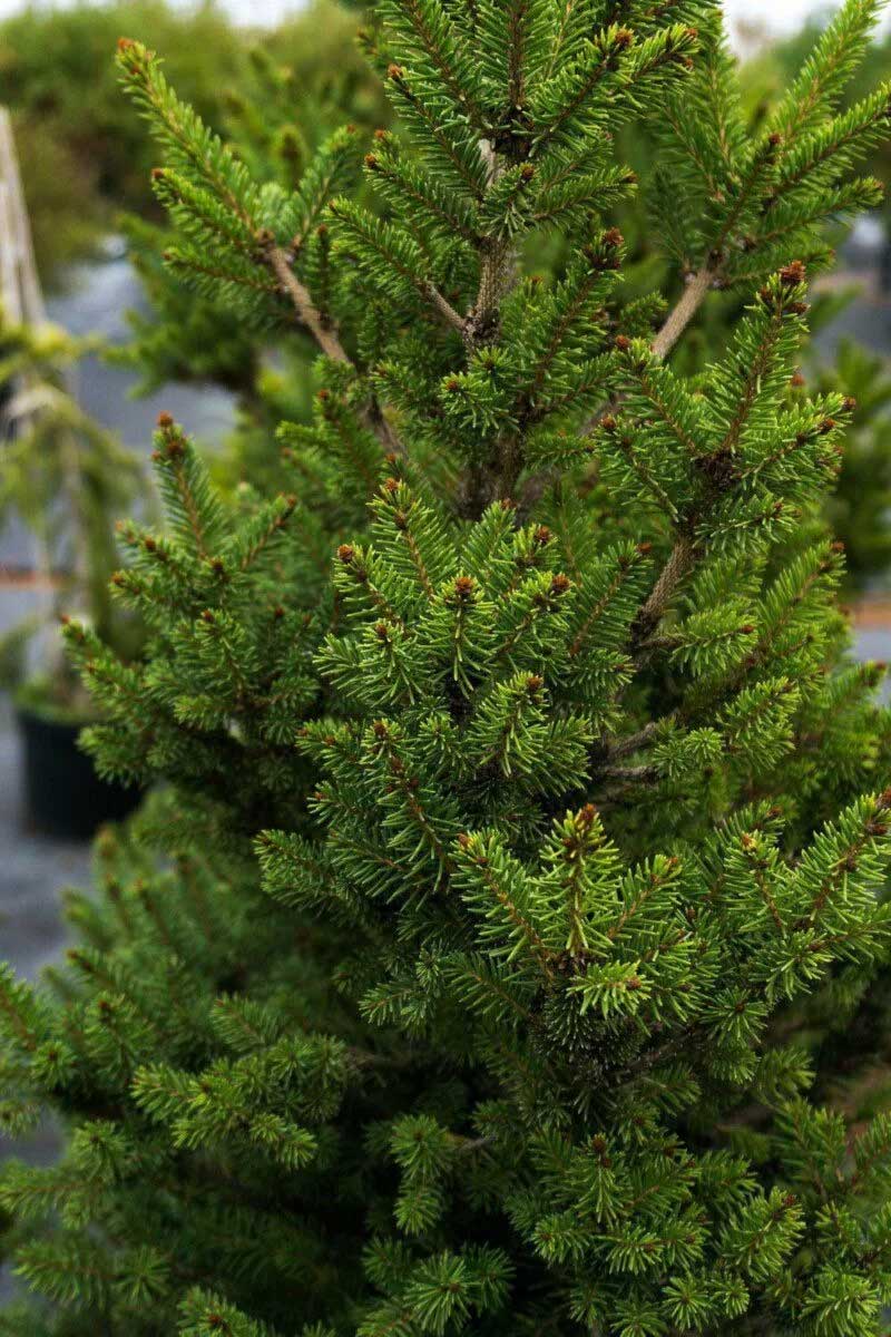 PICEA ABIES WILL'S ZWERG GOLD IN VASO 26CM