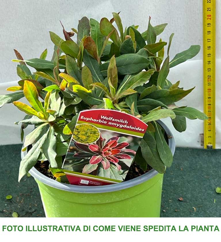 EUPHORBIA ANTIGONE VASO 17CM