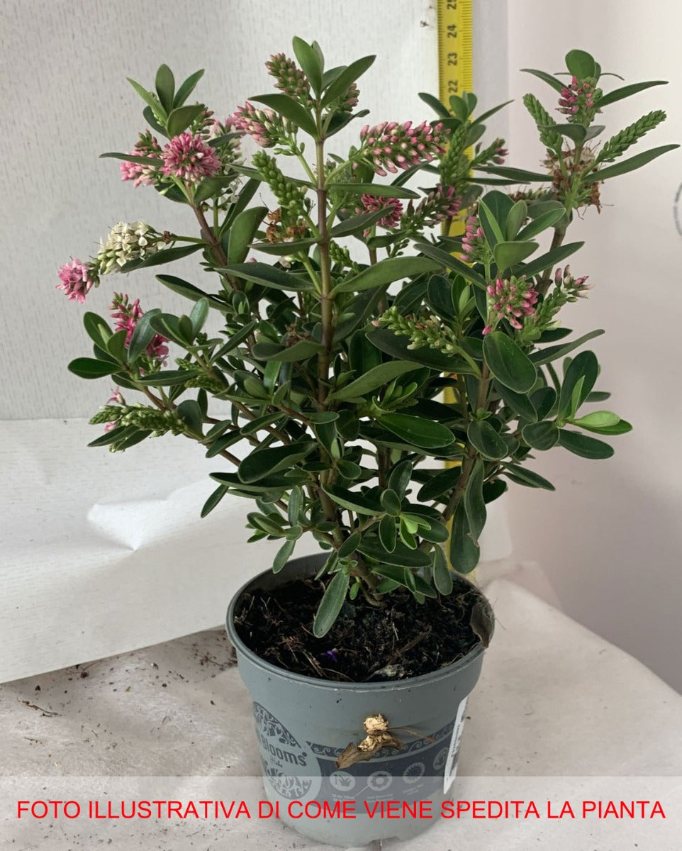 HEBE ALL BLOOMS VASO 9CM
