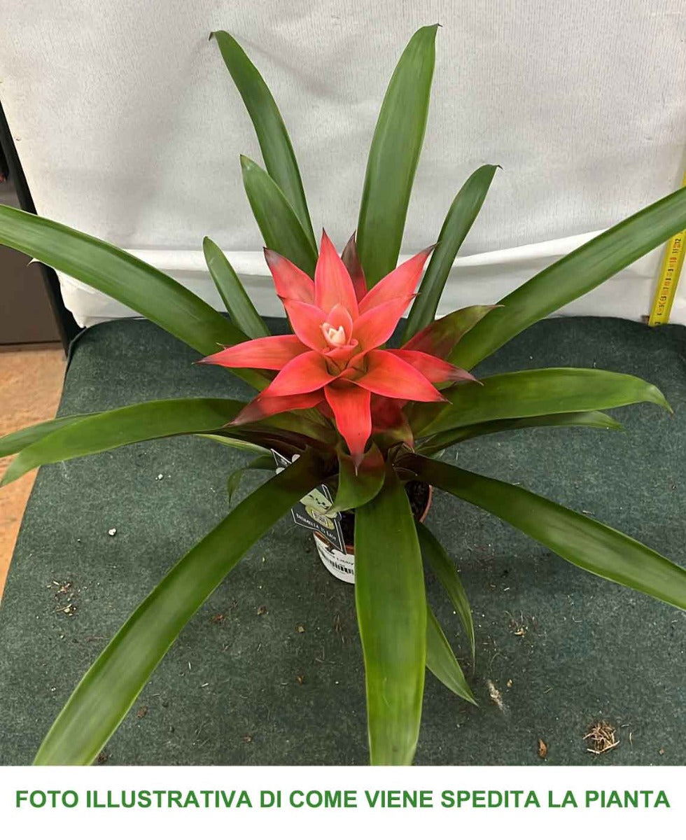 GUZMANIA LIBBY IN VASO 9CM