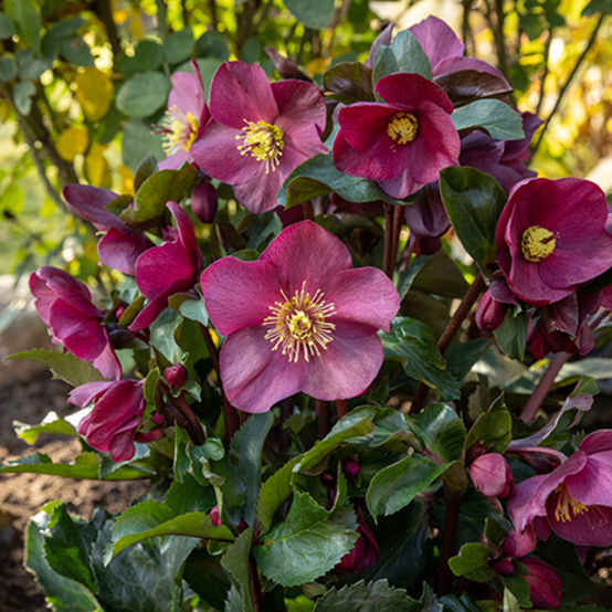 HELLEBORUS NIGER DIVA EARLY RED ROSA DI NATALE VASO 15CM