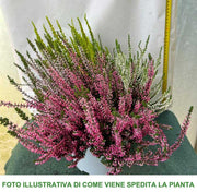 ERICA CALLUNA GARDEN GIRLS BICOLOR IN VASO 21CM