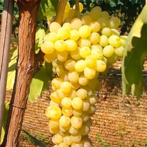 UVA DA TAVOLA APIRENA DORATA IN VASO 17CM