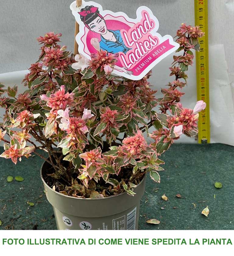 ABELIA GRANDIFLORA CONFETTI VASO 11CM