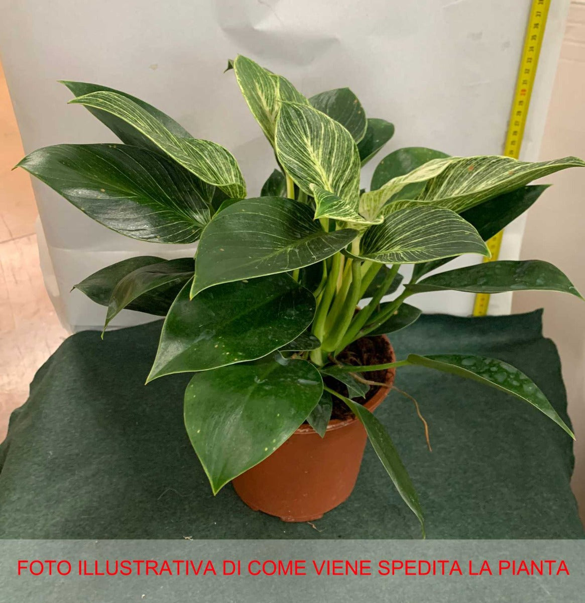 PHILODENDRON BIRKIN VASO 17CM