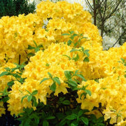 AZALEA MOLLIS GIALLA IN VASO 17CM