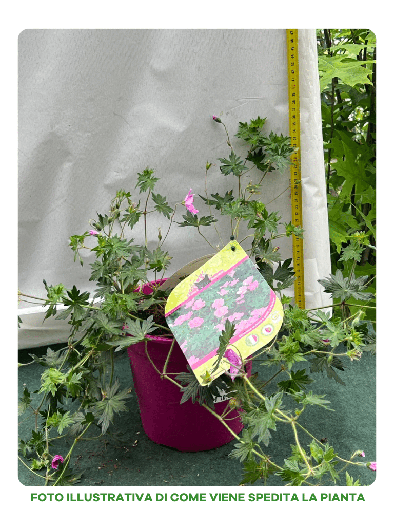 GERANIUM BLUSHIN TURTLE VASO 18CM