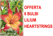 OFFERTA 6 BULBI LILIUM ASIATIC HEARTSTRINGS