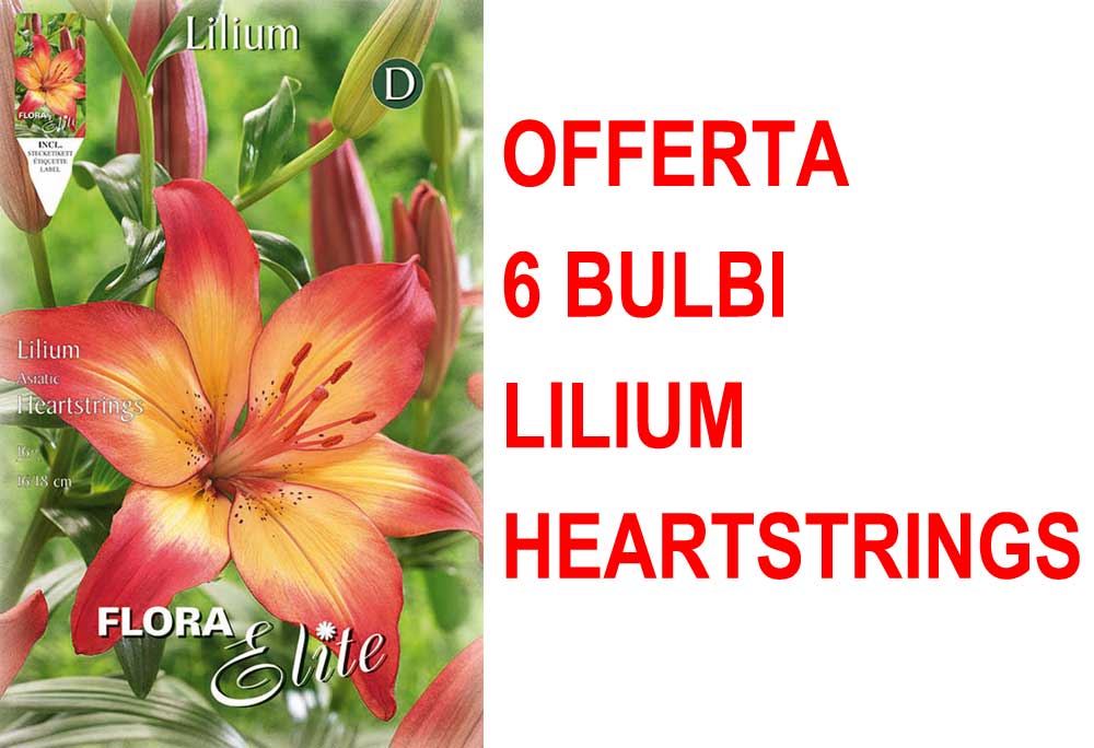 OFFERTA 6 BULBI LILIUM ASIATIC HEARTSTRINGS