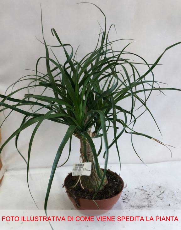 BEAUCARNEA O PIANTA MANGIAFUMO VASO 15CM