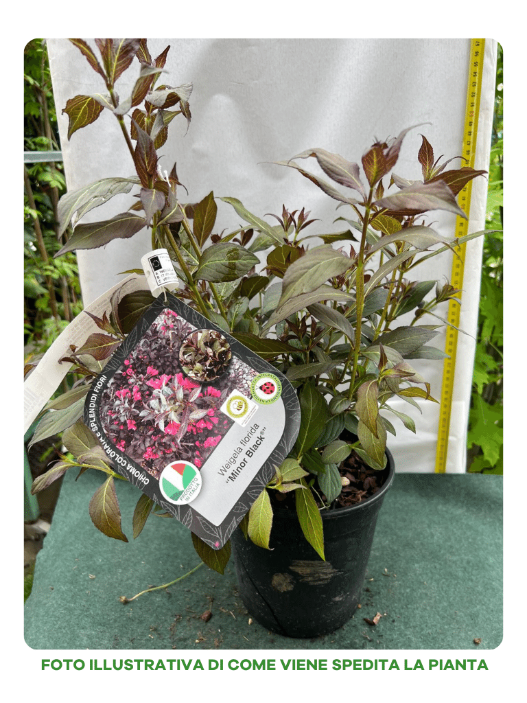 WEIGELIA FLORIDA MINOR BLACK IN VASO 18CM