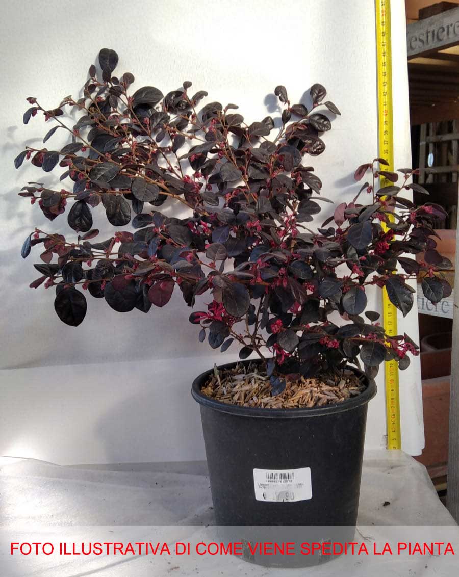 LOROPETALUM CHINENSE  BLACK PEARL VASO 24CM