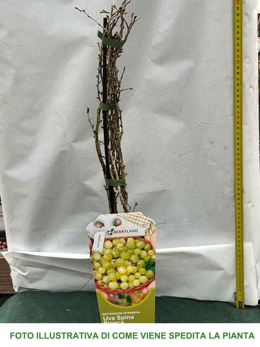 UVA SPINA BIANCA HINNONMAKI GELB IN VASO 2 LITRI