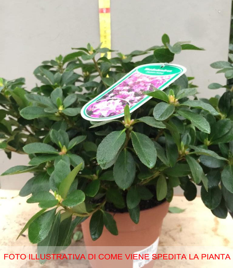 AZALEA JAPONICA RUSTICA FUCSIA VASO 15CM