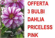 OFFERTA 3 BULBI DAHLIA DA BORDURA PRICELESS PINK