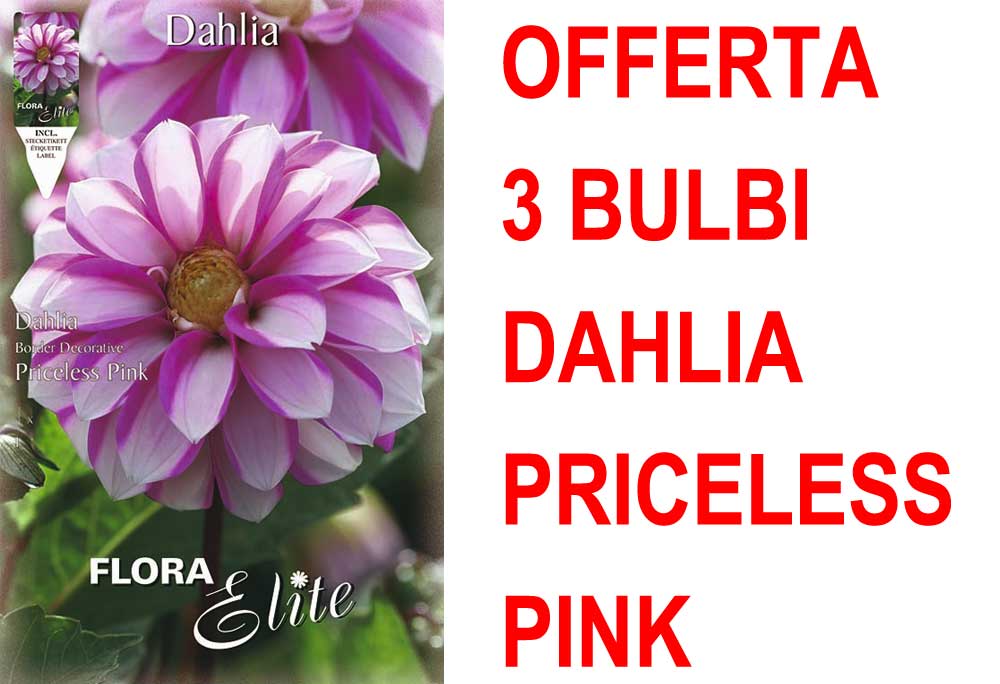 OFFERTA 3 BULBI DAHLIA DA BORDURA PRICELESS PINK