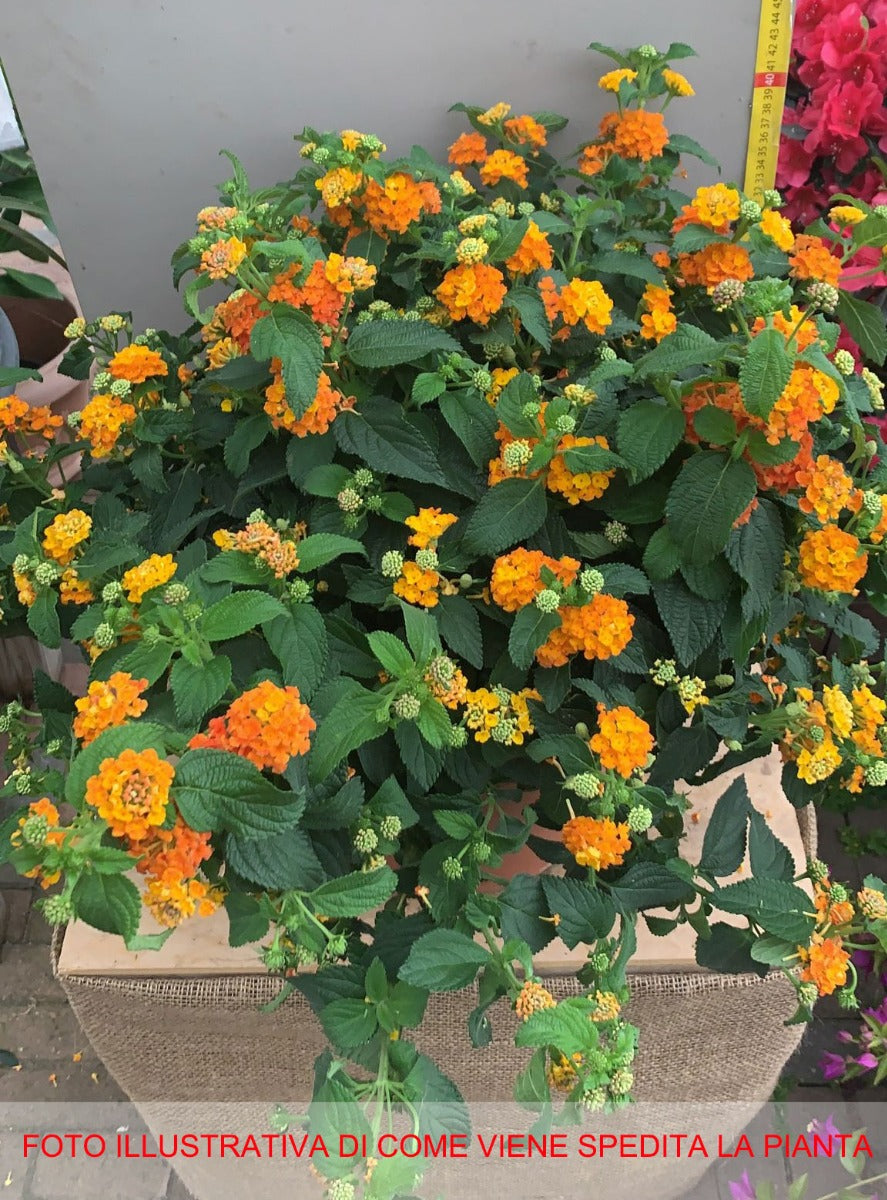 LANTANA CAMARA VASO 30CM