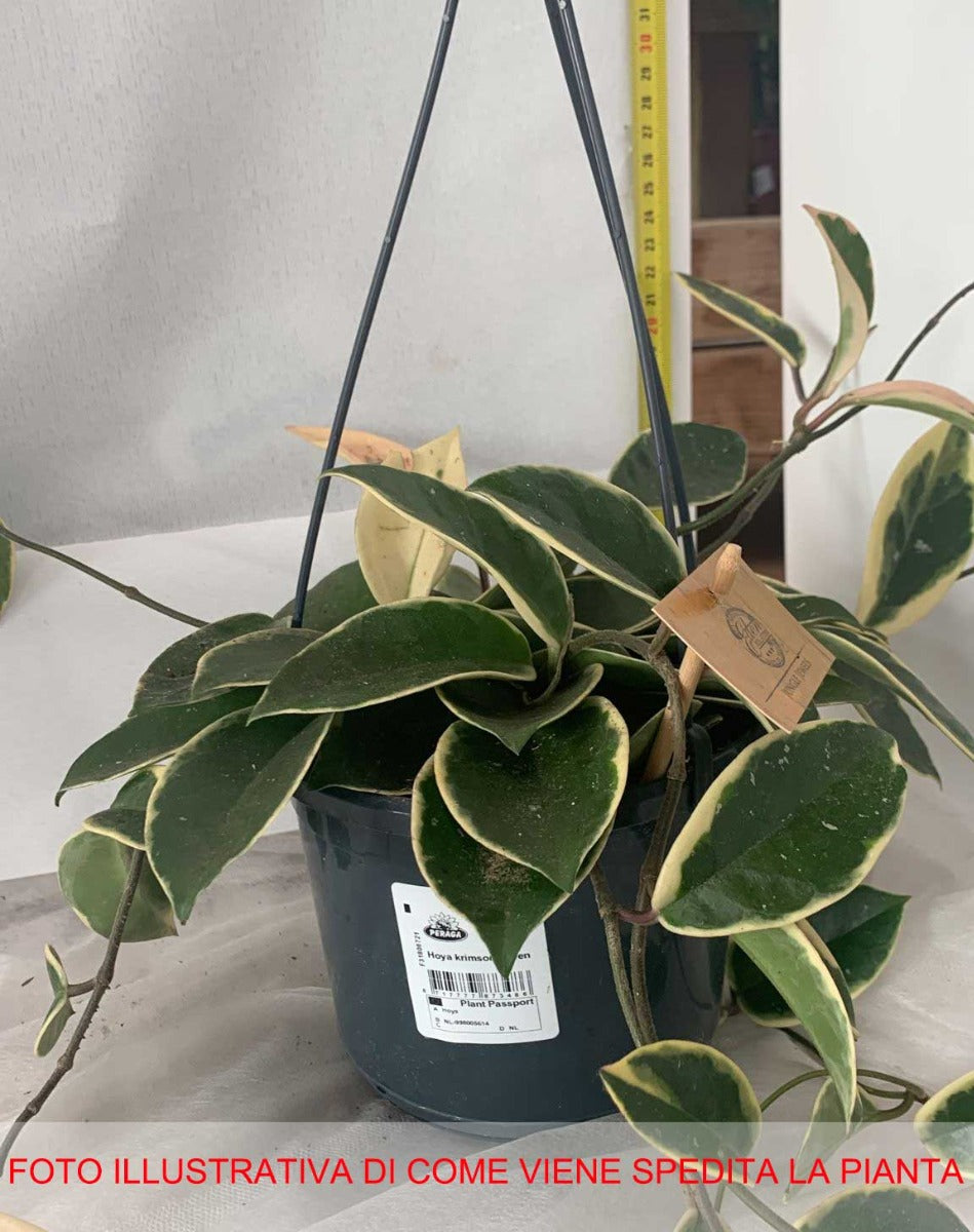 HOYA KRIMSON QUEEN FIORE DI CERA VASO 15CM