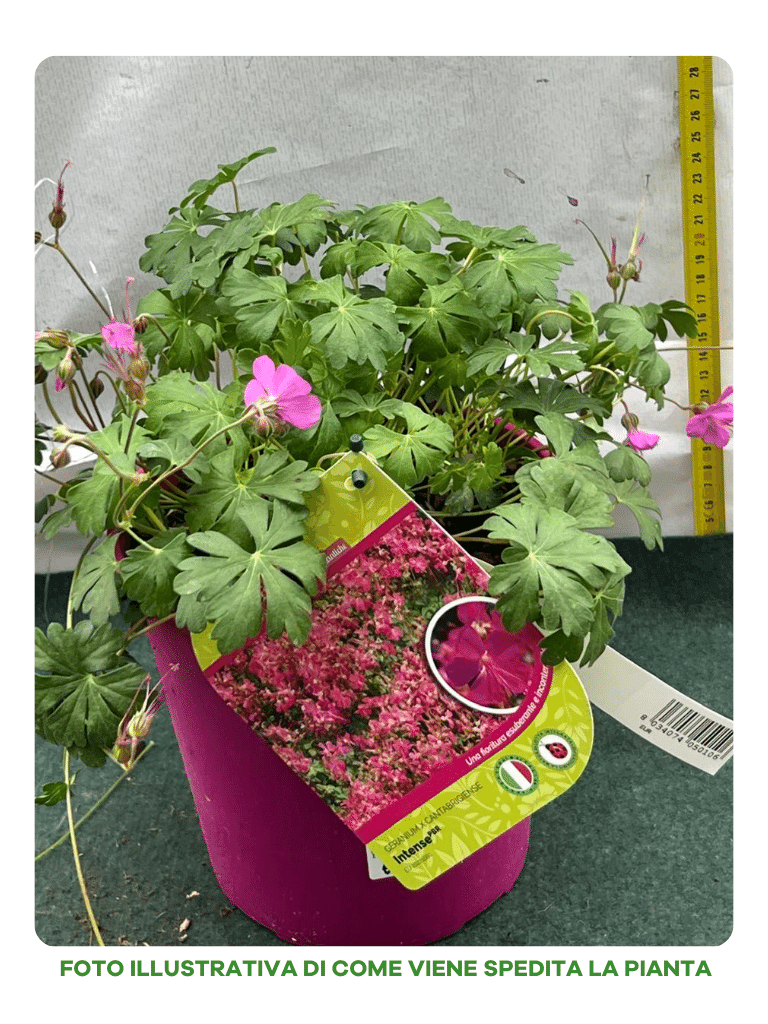GERANIUM CANTABRIGIENSE INTENSE VASO 18CM