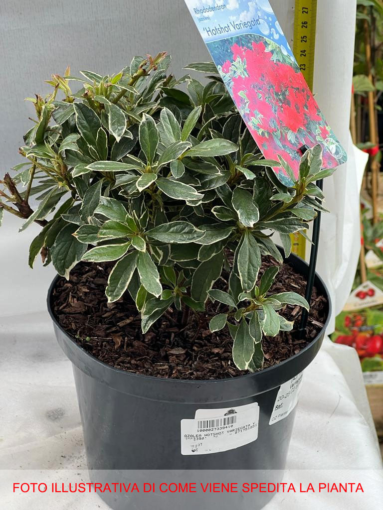 AZALEA JAPONICA RUSTICA HOT SHOT VASO 18CM