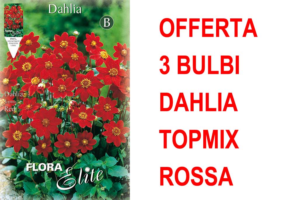 OFFERTA 3 BULBI DAHLIA TOPMIX ROSSA