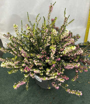 ERICA DARLEYENSIS TRICOLOR VASO 15CM