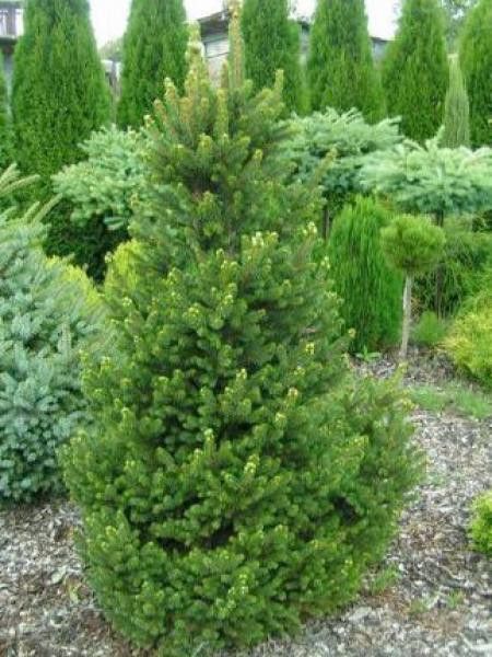 PICEA ABIES WILL'S ZWERG GOLD IN VASO 26CM