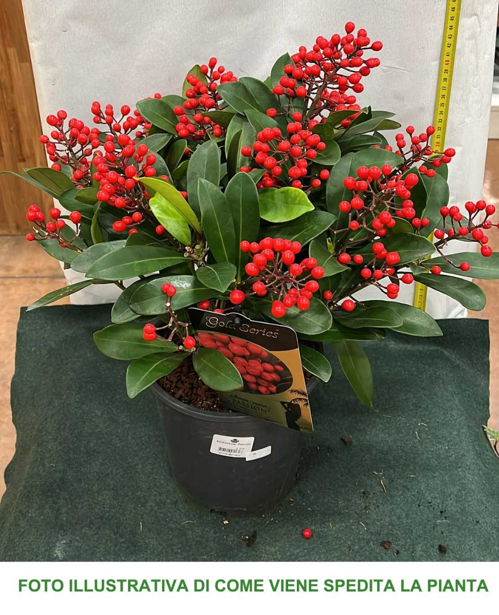 SKIMMIA JAPONICA PASSION VASO 19CM