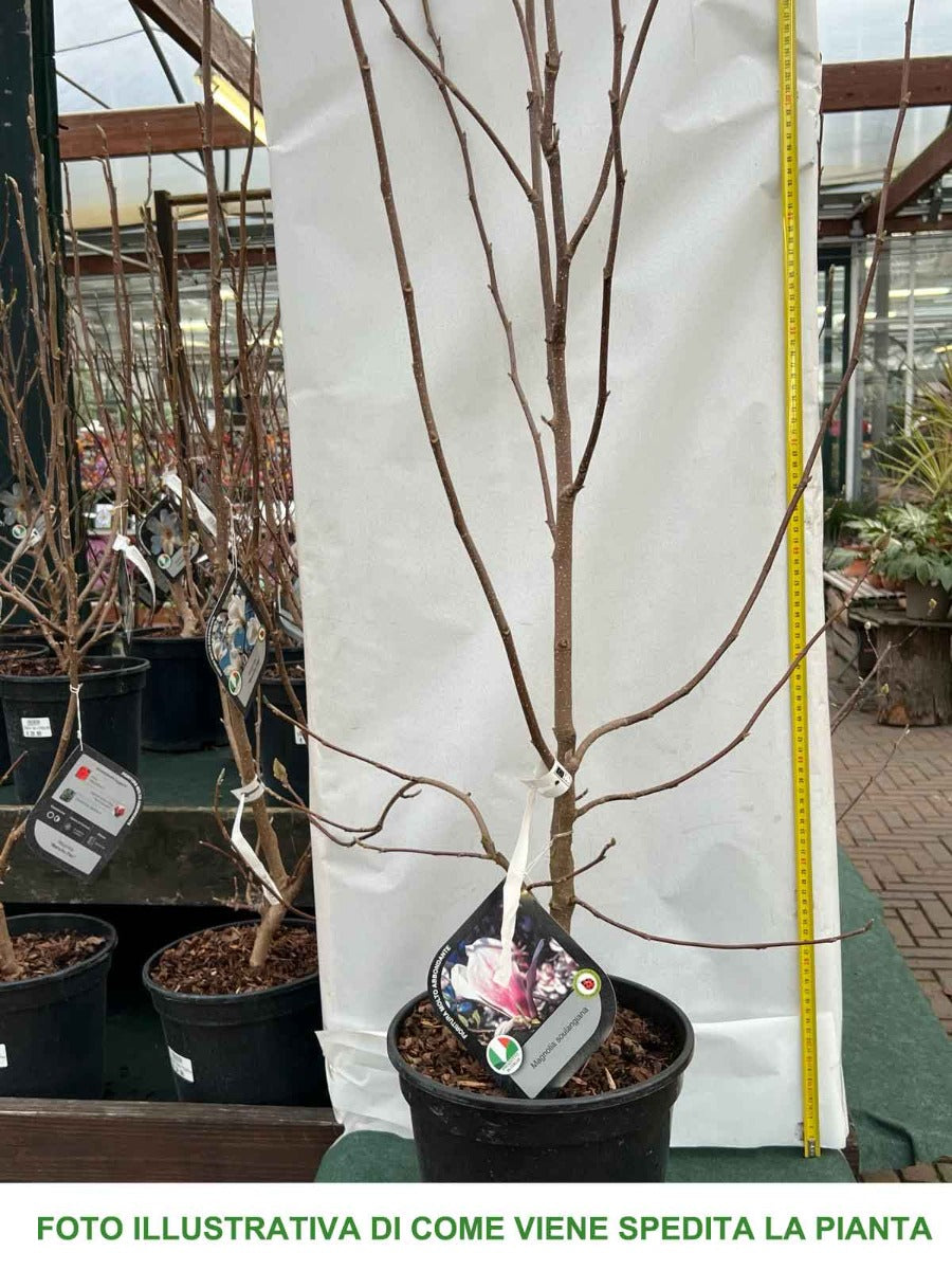 MAGNOLIA SOULANGEANA VASO 24CM