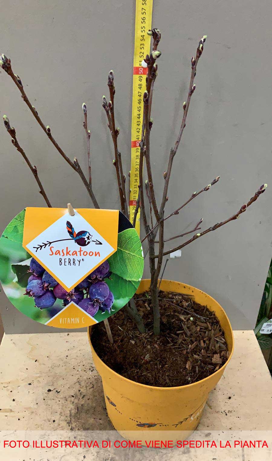 AMELANCHIER ALNIFOLIA SASKATOON BERRY IN VASO 23CM