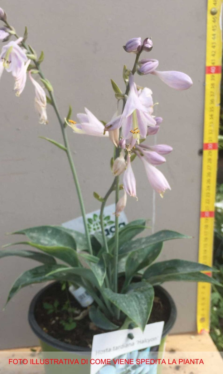 HOSTA HALCYON IN VASO 17CM