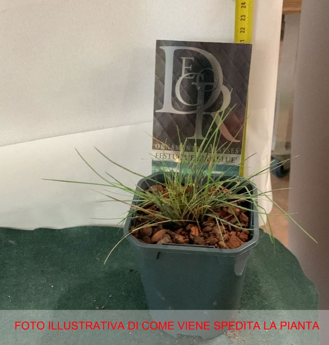 FESTUCA ELIJAHBLUE IN VASO 13CM