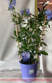 PLUMBAGO VASO 19CM
