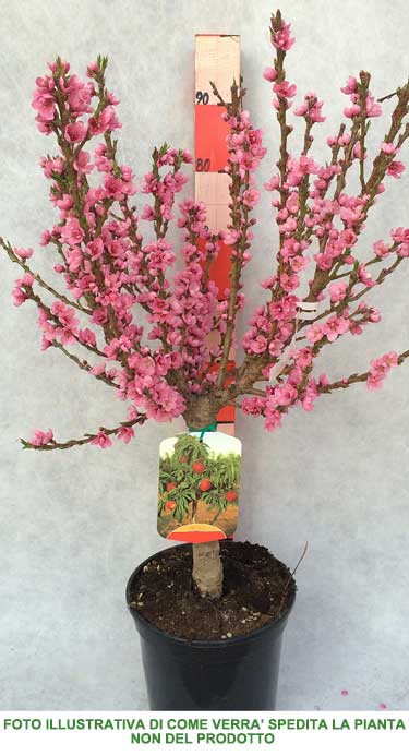 ALBICOCCO NANO IN VASO 27CM