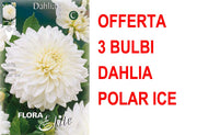 OFFERTA 3 BULBI DAHLIA DECORATIVE POLAR ICE