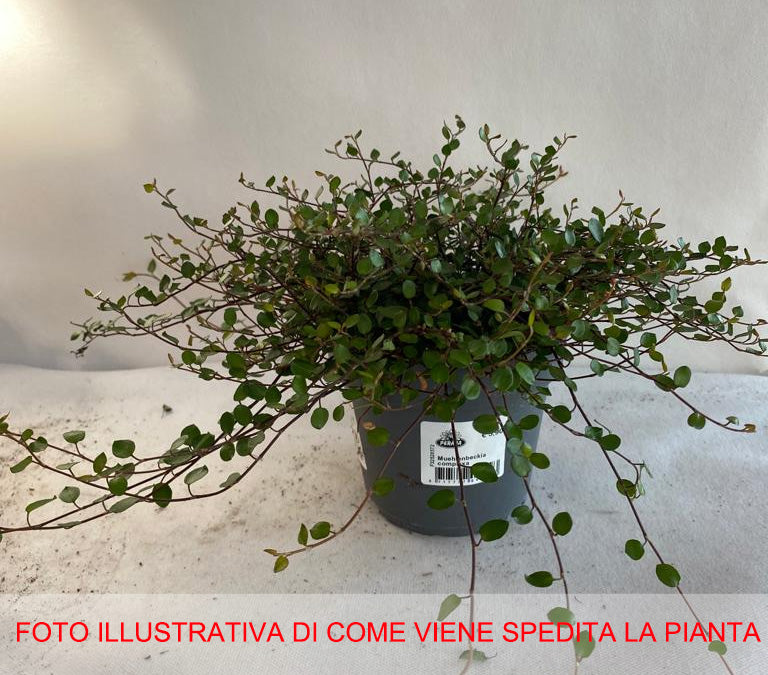 MUEHLENBECKIA COMPLEXA IN VASO 13CM