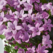 CAMPANULA AMBELLA ROSA VASO 10CM