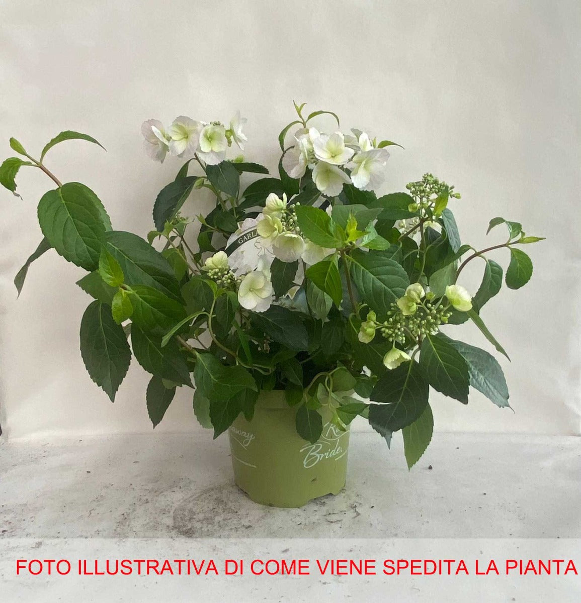 HYDRANGEA ORTENSIA RUNAWAY BRIDE VASO 15CM