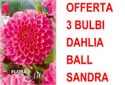 OFFERTA 3 BULBI DAHLIA BALL SANDRA