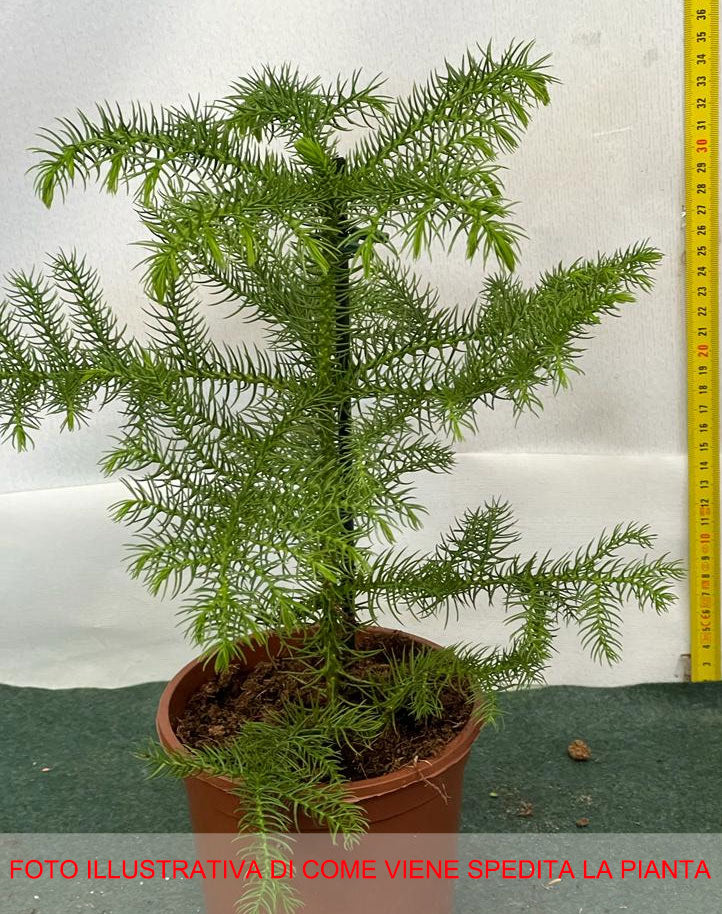 ARAUCARIA HETEROPHYLLA EXCELSA PINO DI NORFOLK VASO 14CM
