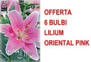 OFFERTA 6 BULBI LILIUM ORIENTAL PINK