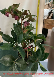 HELLEBORUS ICE N’ ROSES EARLY RED ROSA DI NATALE VASO 15CM
