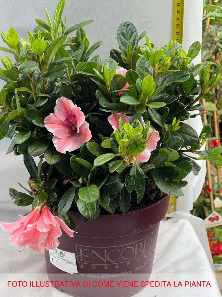 AZALEA AUTUMN SUNBURST VASO 19CM