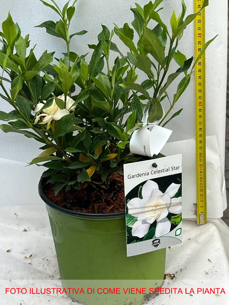 GARDENIA JASMINOIDES CELESTIAL STAR VASO 18CM